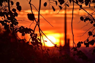 Silhouette plants against orange sky during sunset