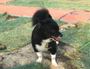 High angle view of dog looking away