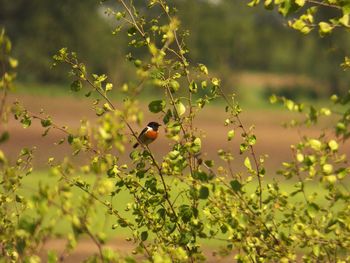 Close-up of insect perching on plant