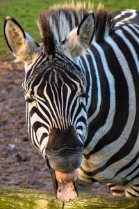 Close-up portrait of zebras