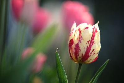 Close-up of pink tulip