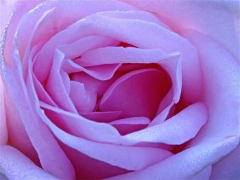 Close-up of pink rose