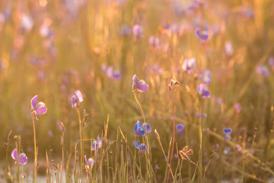 Close-up of purple flowering plants on field