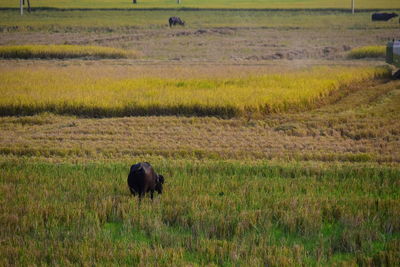 Sheep in a field