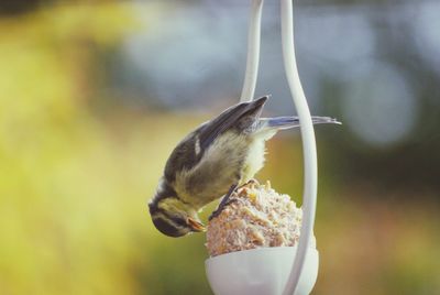 Close-up of bird eating food