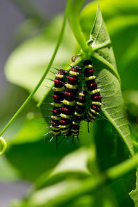 Close-up of leopard lacewing caterpillars on leaves outdoors