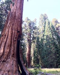 Trees in forest against sky