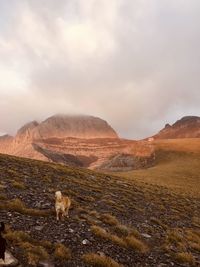 View of a sheep on landscape