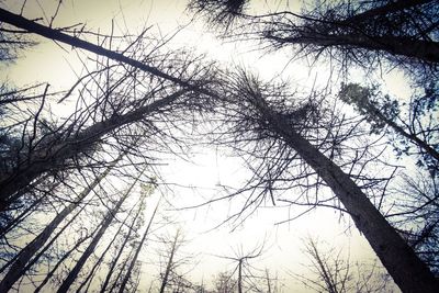 Low angle view of silhouette bare trees against sky