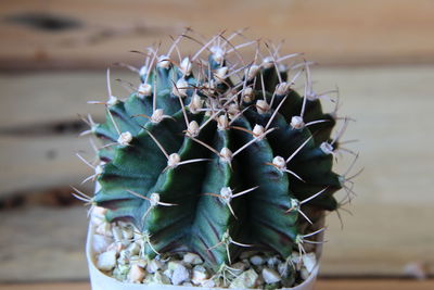 Close-up of succulent plant