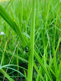 Close-up of ladybug on grass