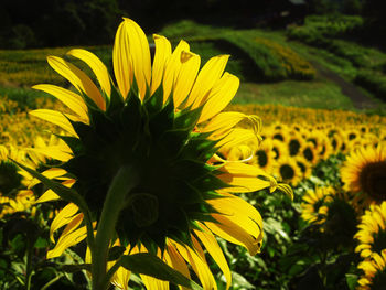 Close-up of sunflower on field