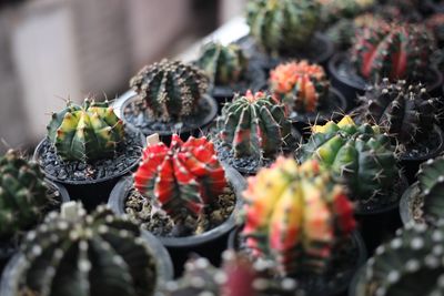 Close-up of cactus growing on potted plant