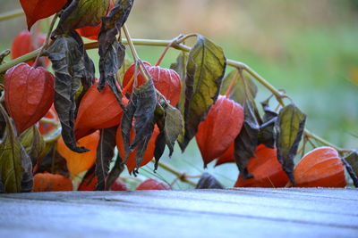 Close-up of winter cherries on plant