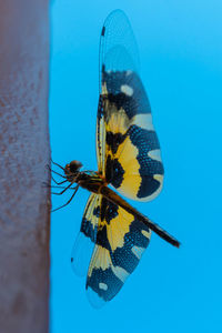 Close-up of butterfly