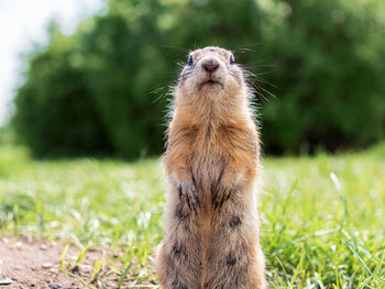 Close-up of squirrel on field