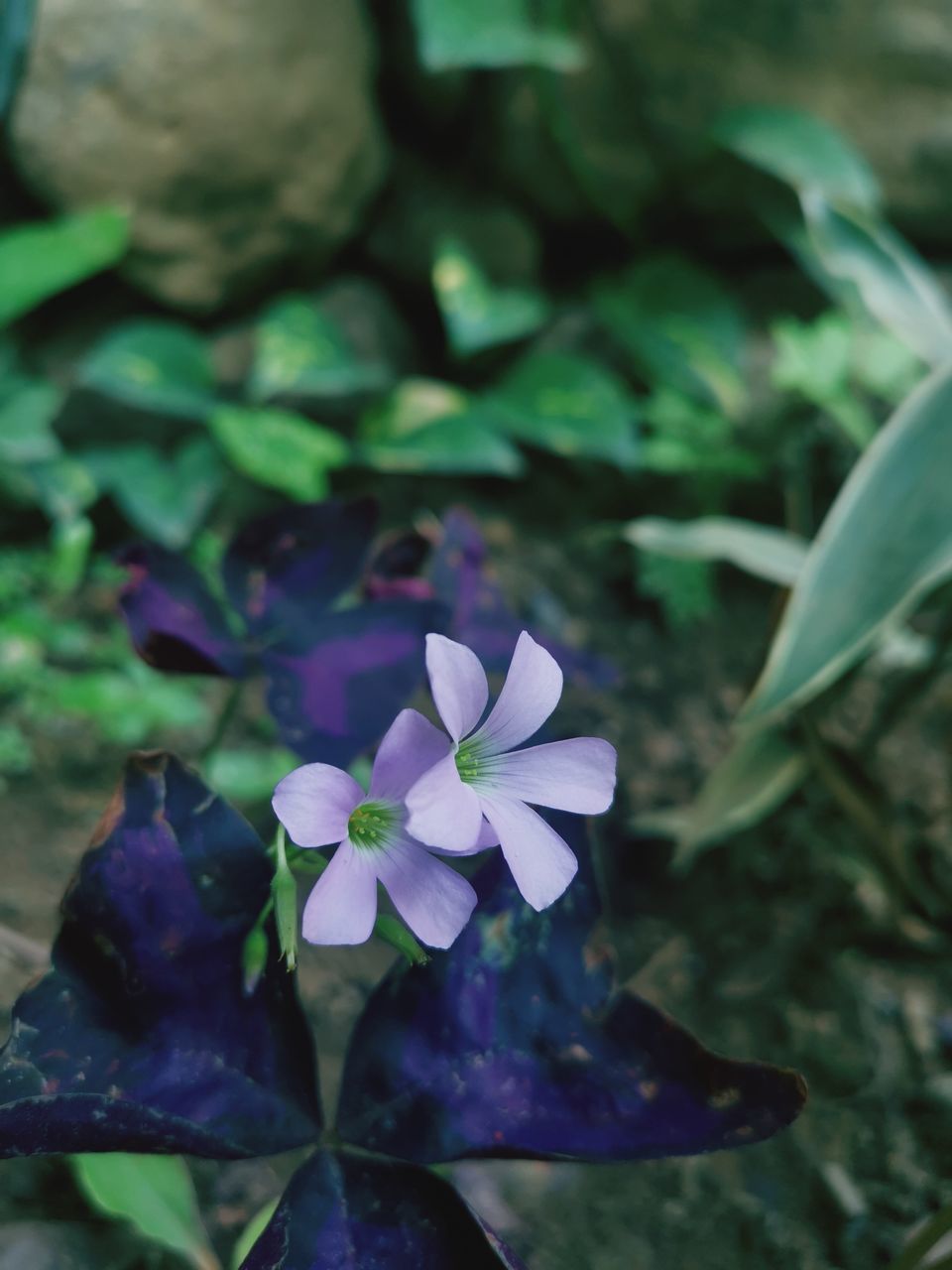 flower, flowering plant, plant, beauty in nature, freshness, nature, leaf, plant part, purple, close-up, green, petal, growth, wildflower, fragility, inflorescence, flower head, no people, macro photography, outdoors, focus on foreground, botany, water, blossom, blue, day, springtime