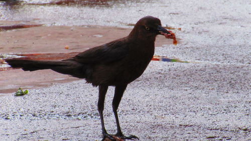 Close-up of bird