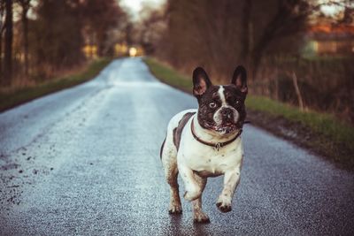 Portrait of a dog