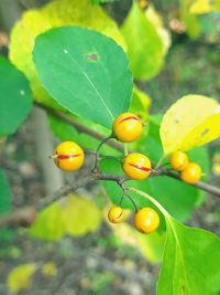 Close-up of fruits on tree