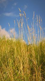 Close-up of grass on field against sky