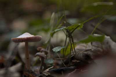 Close-up of mushroom growing on field