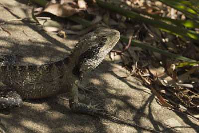 Close-up of lizard on land