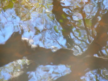 Close-up of flowers on tree