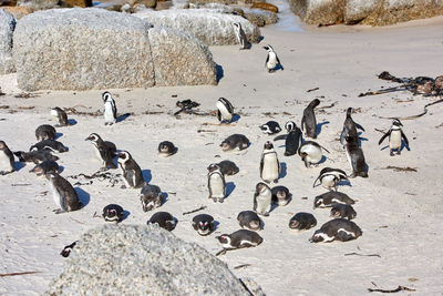 High angle view of people at beach