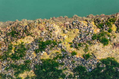 High angle view of flowering plants by sea