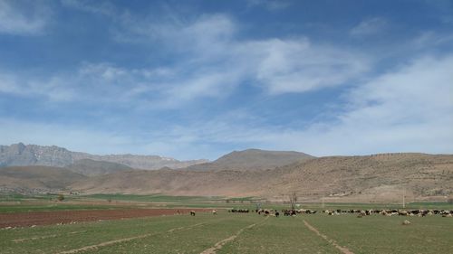 Scenic view of field against sky