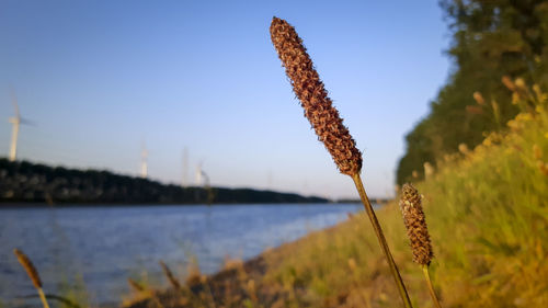 Close-up of stalks against the sky