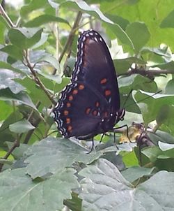 Close-up of butterfly on plant