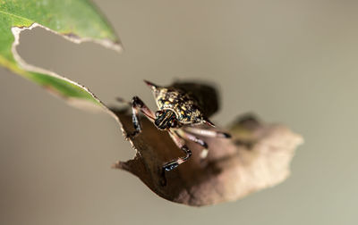 Close-up of bug on leaf