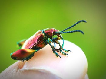Close-up of beetle on human finger