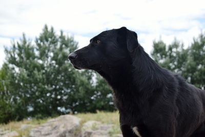 Close-up of black dog looking away on field