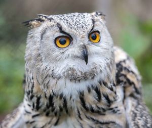 Close-up portrait of owl