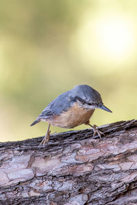 Close-up of bird perching on a tree