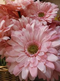 Close-up of pink dahlia flower