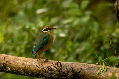 Close-up of bird perching on branch