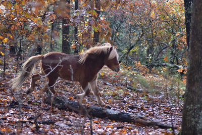 Horse in a forest