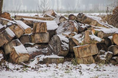 Stack of logs on field during winter