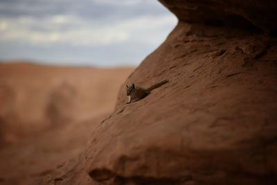 Chipmunk on rock formation