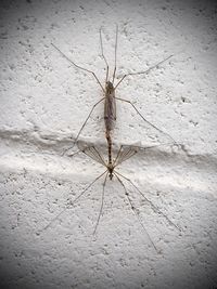 Close-up of insect on wall