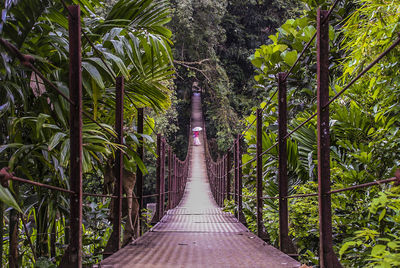 Footpath amidst trees in forest