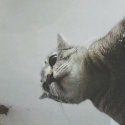 Cat looking away