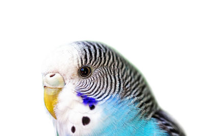 Close-up of a parrot