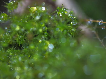 Close-up of water drops on plant