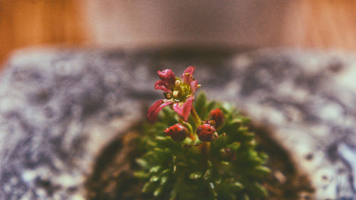 Close-up of red flowering plant