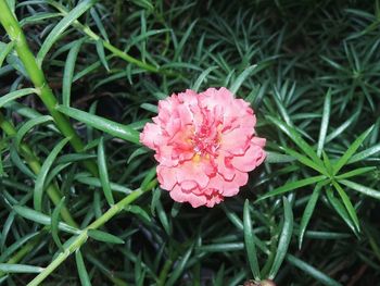 Close-up of pink flowers blooming in garden